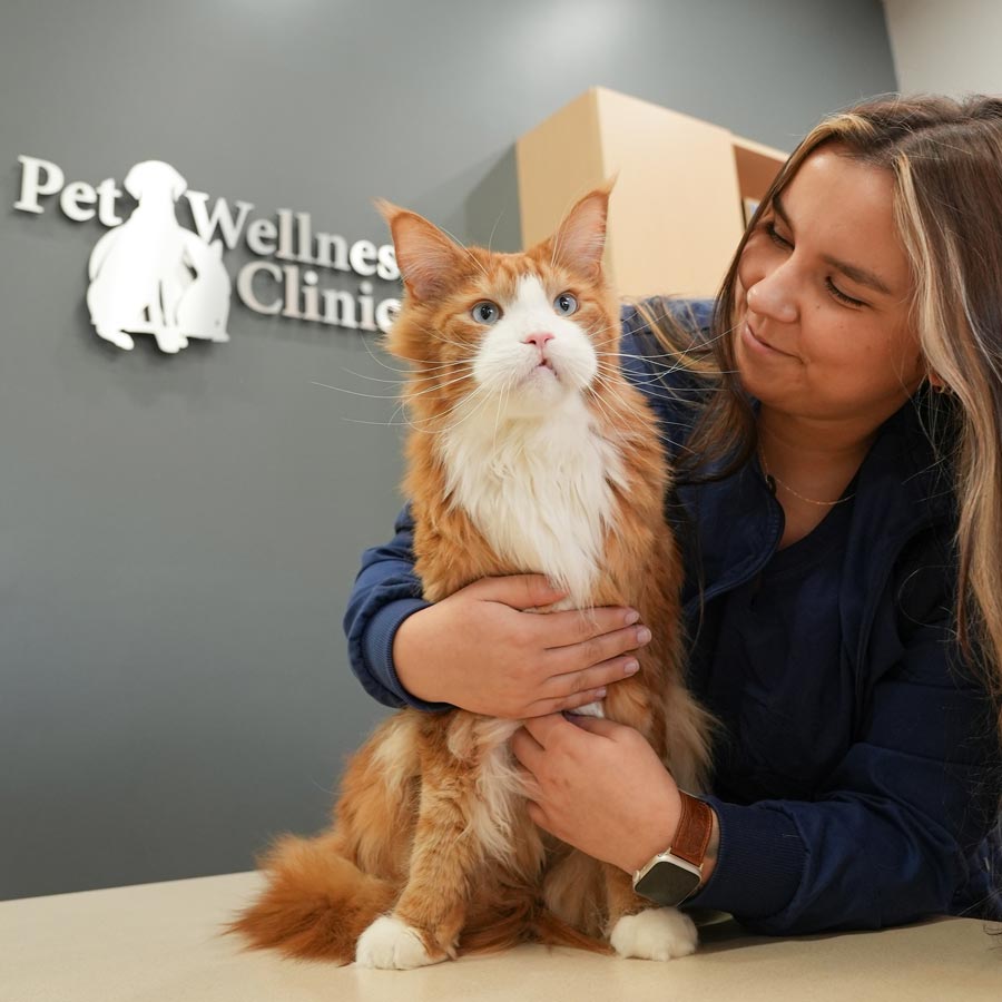 Noblesville Pet Wellness Clinic - Cat Vet