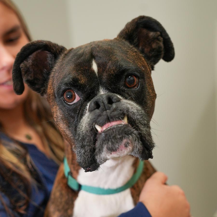Noblesville Pet Wellness Clinic - Dog Vet
