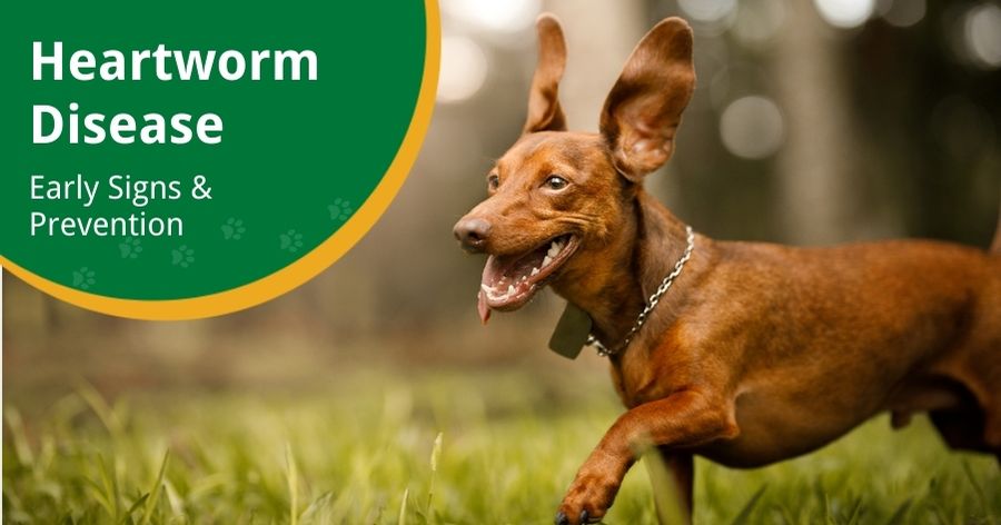 Fight Off Heartworms for Your Furry Friend