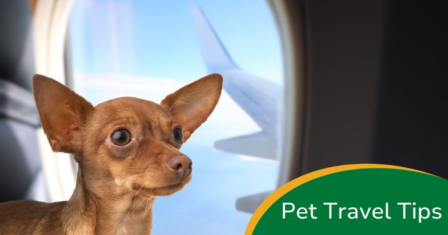 Traveling With Your Pet? Here’s How to Prepare