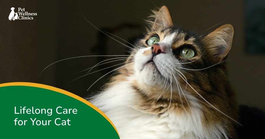 Keep Your Cat Healthy and Happy