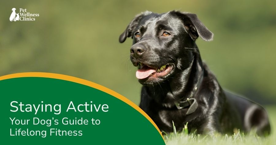 Keeping Your Dog Happy, Healthy, & Moving