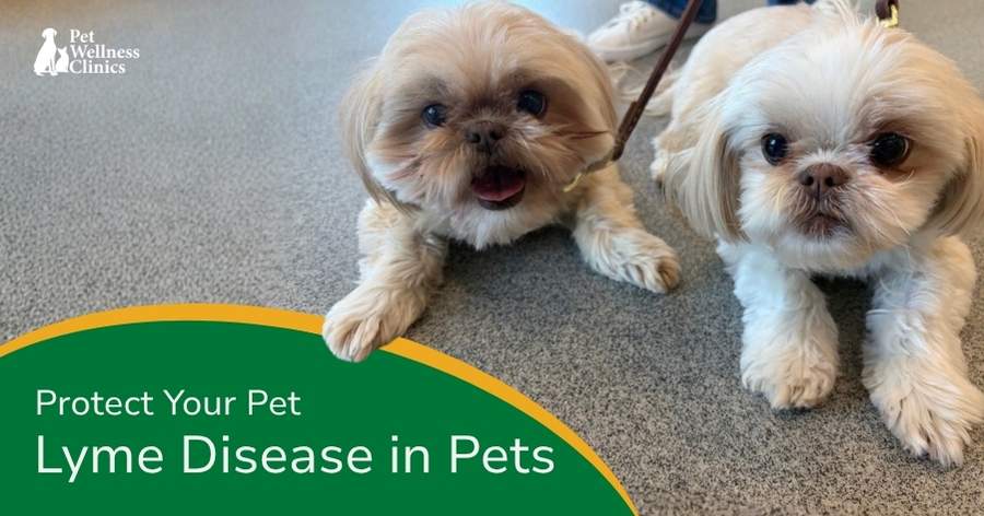 Lyme Disease in Indianapolis Pets