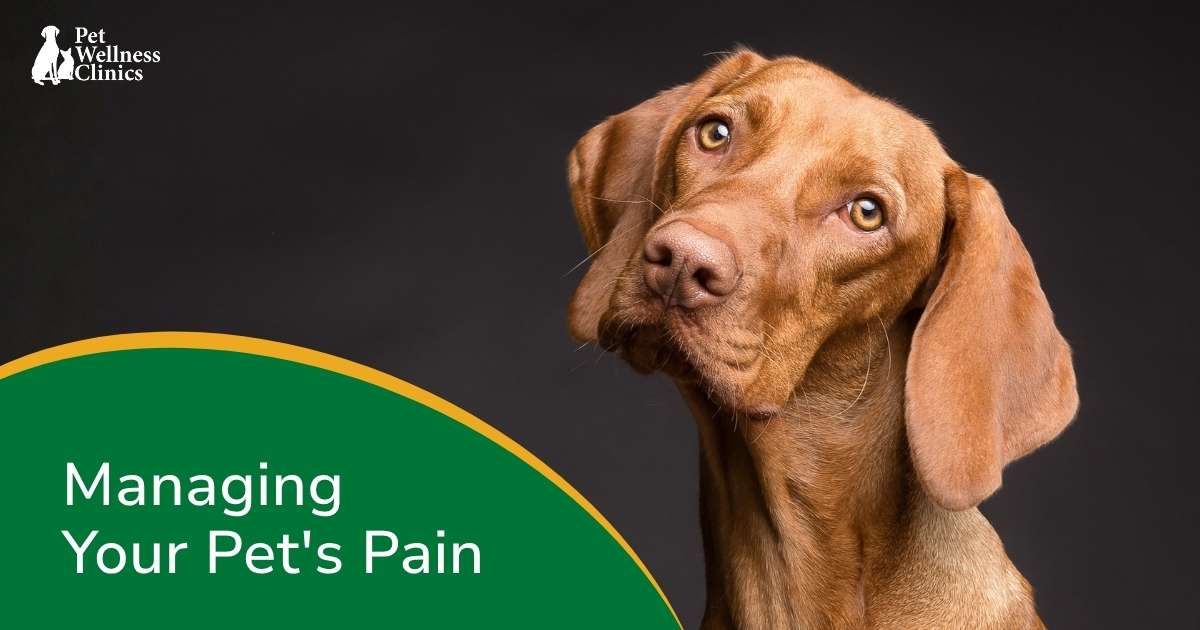 Is Your Pet in Pain? Signs to Watch For and How We Can Help