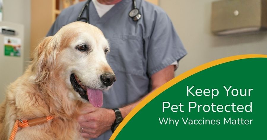 Keeping Your Pet Protected: Why Vaccines Matter