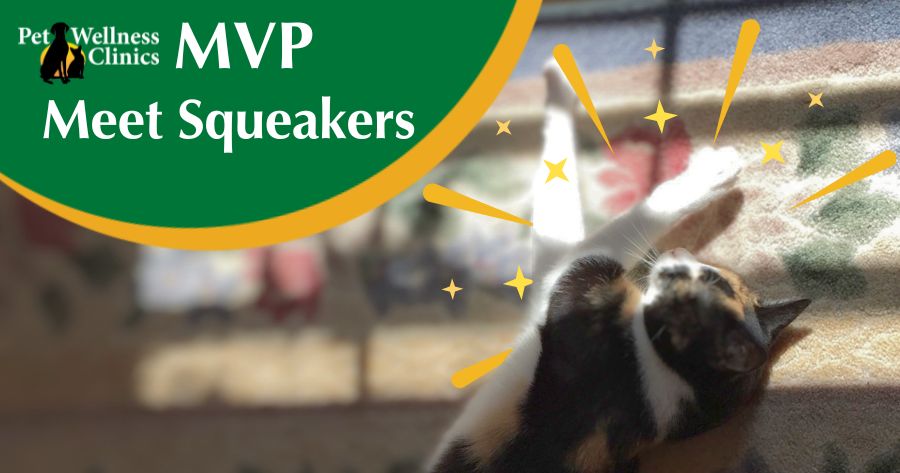 Meet Squeakers! February's MVP