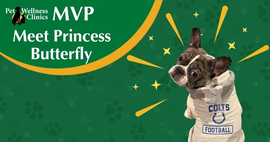 Meet Princess Butterfly! March's MVP