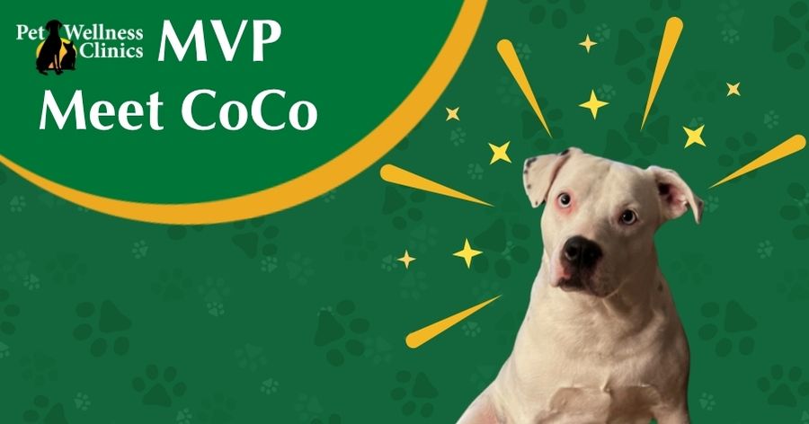 Meet Coco! May's MVP