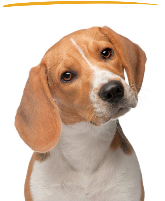 Canine Wellness Plans