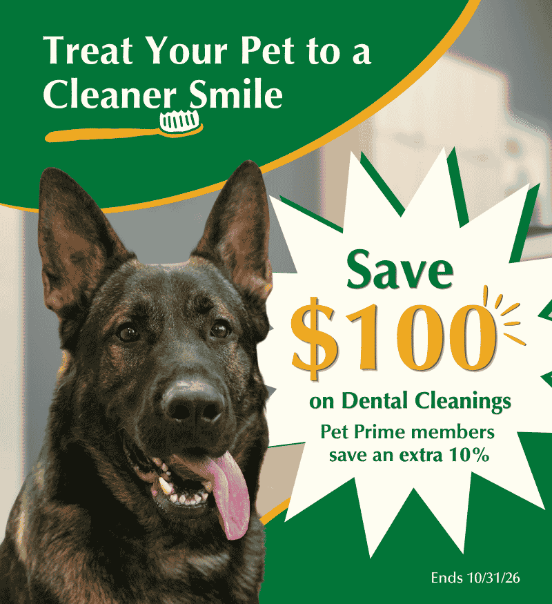 Dental Special