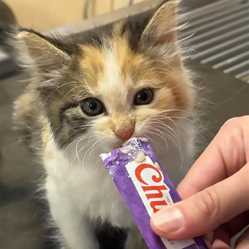 Zionsville Pet Wellness Clinic - Cat Vet