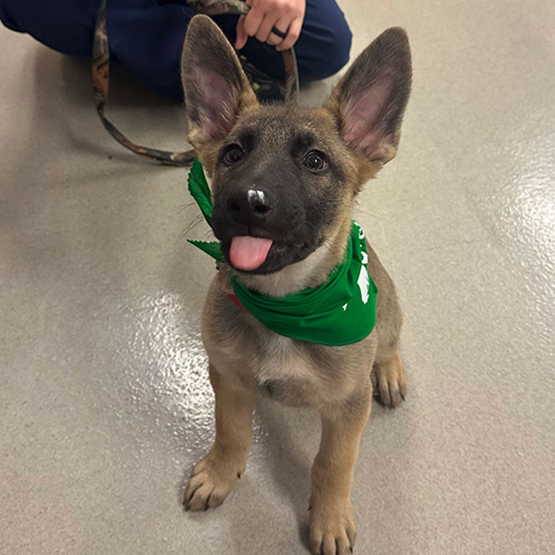 Zionsville Pet Wellness Clinic - Dog Vet