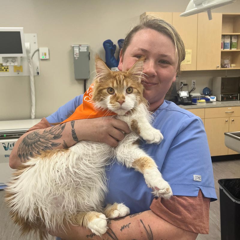 Avon Pet Wellness Clinic - Vet