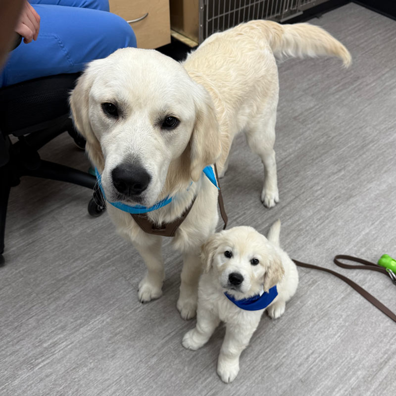 Avon Pet Wellness Clinic - Dog Vet