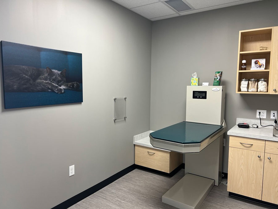 Southport Cat Veterinarian