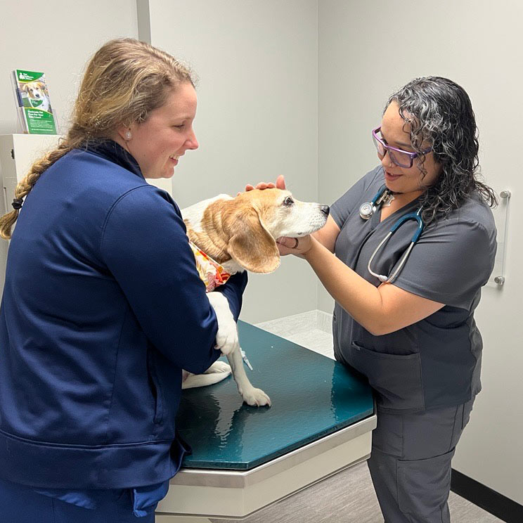 Southport Dog Veterinarians