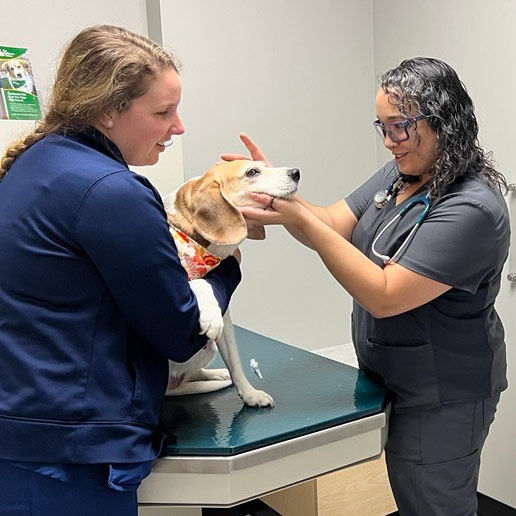 Southport Veterinarian