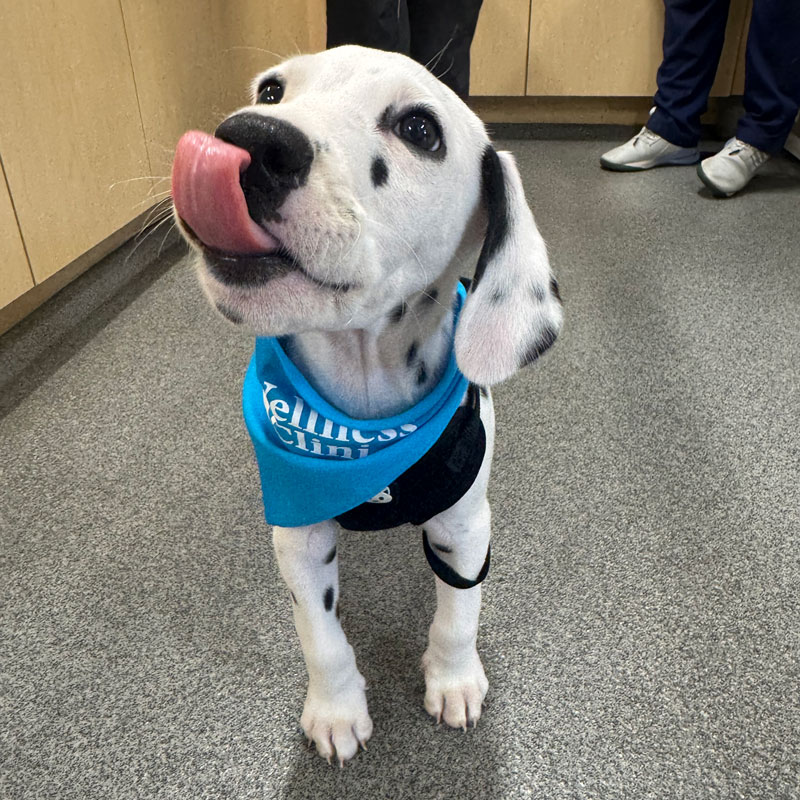 Binford Pet Wellness Clinic - Dog Vet