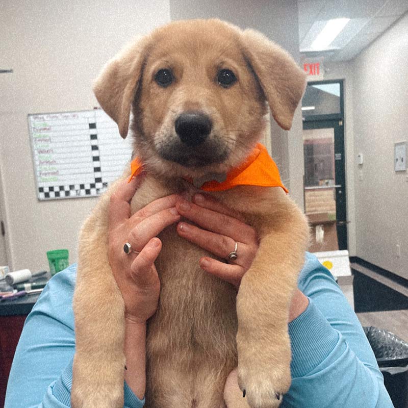 Bridgeview Pet Wellness Clinic - Dog Vet