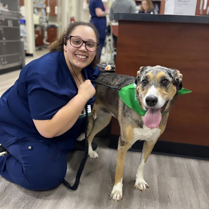 Bridgeview Pet Wellness Clinic - Dog Vet