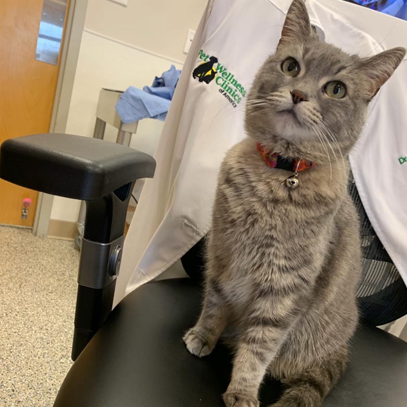 Brownsburg Pet Wellness Clinic - Cat Vet Services