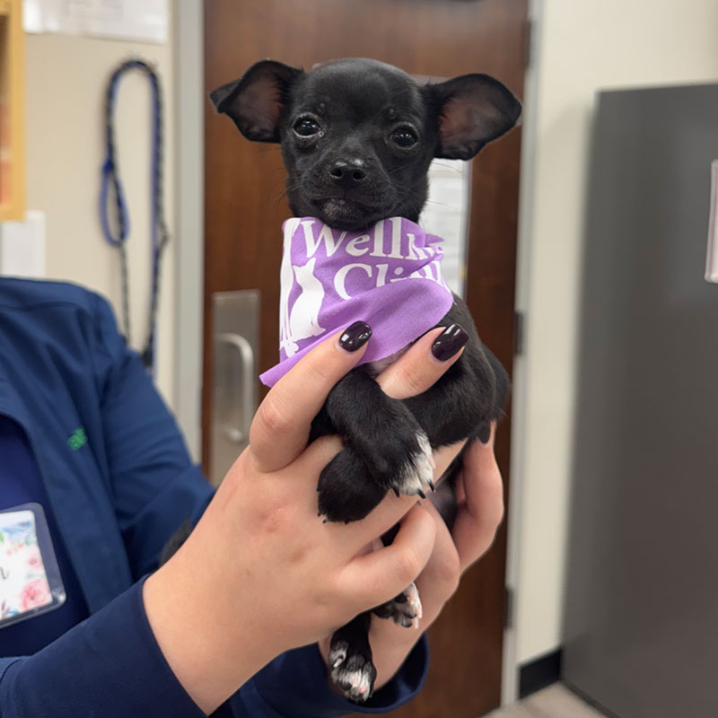 Brownsburg Pet Wellness Clinic - Dog Vet Services