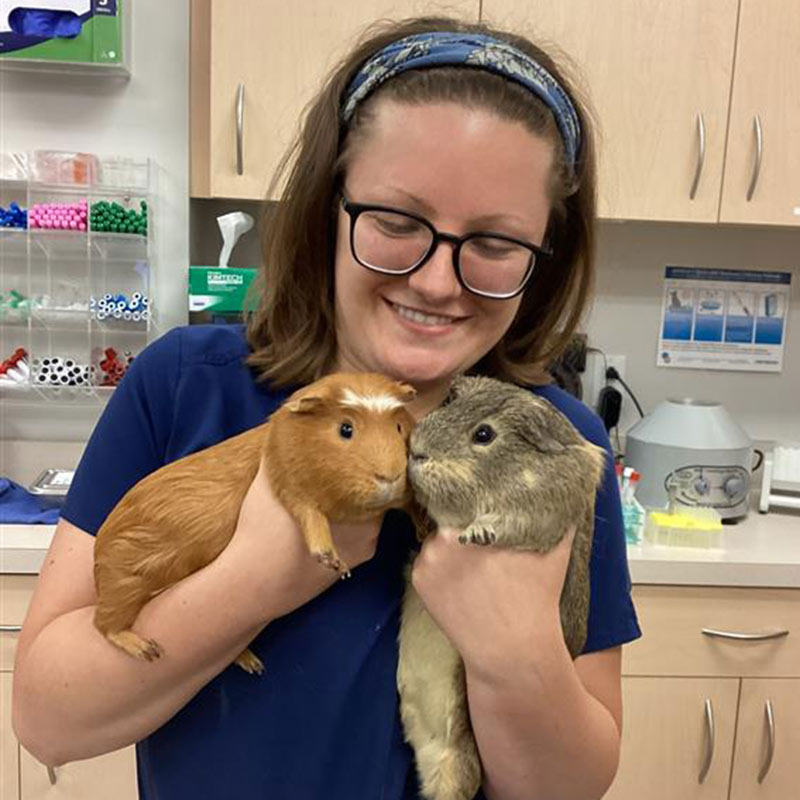 College Park Pet Wellness Clinic - Guinea Pig Vet